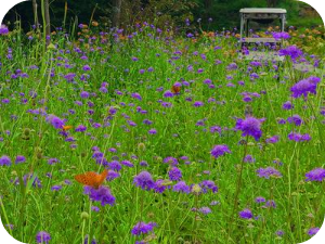 황매산 시절인연 이미지 출처: 황매산 군립공원