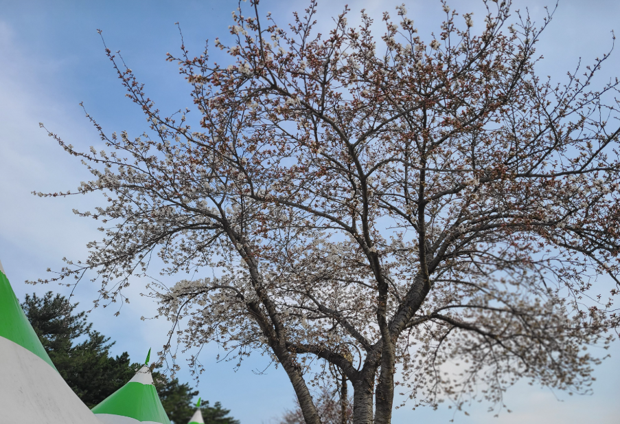 개화상황1
