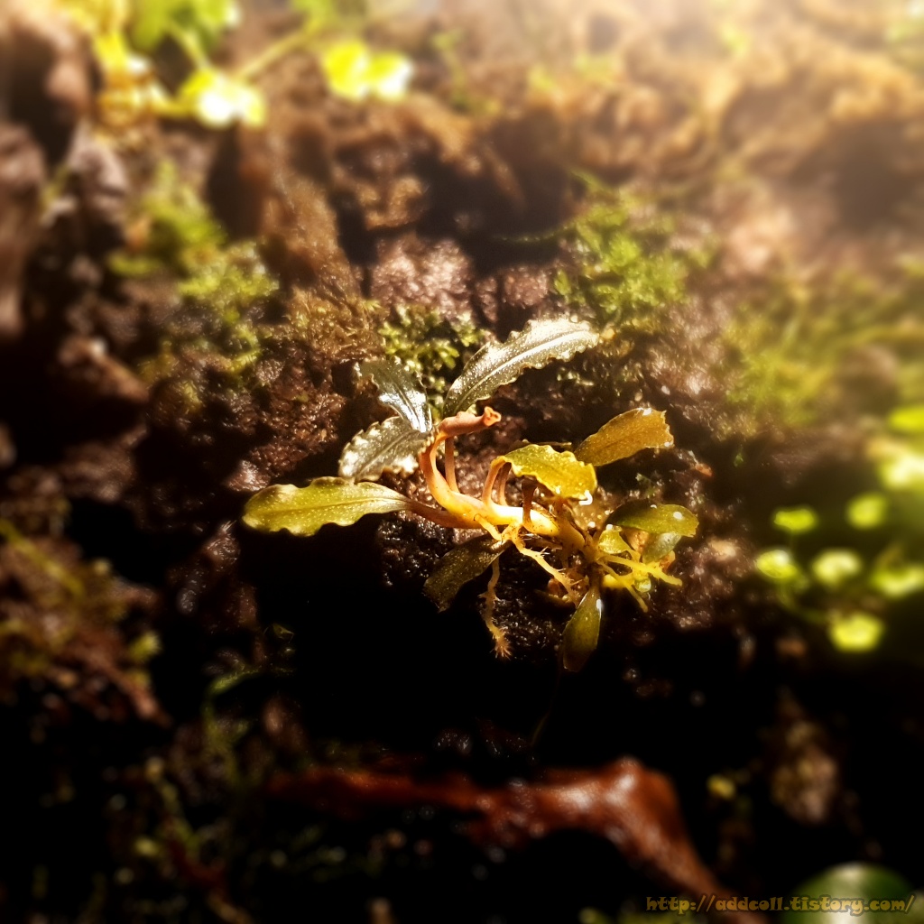 살짝 옆으로 자라지만 상태는 좋아 보이는 부세파란드라