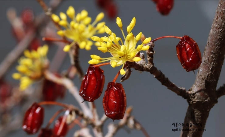 신장에 좋은 음식
