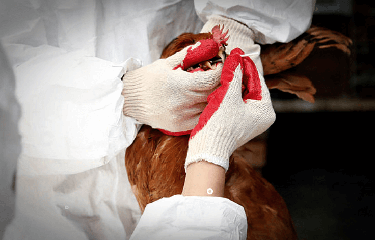 조류인플루엔자