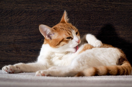 배를 핥는 고양이.