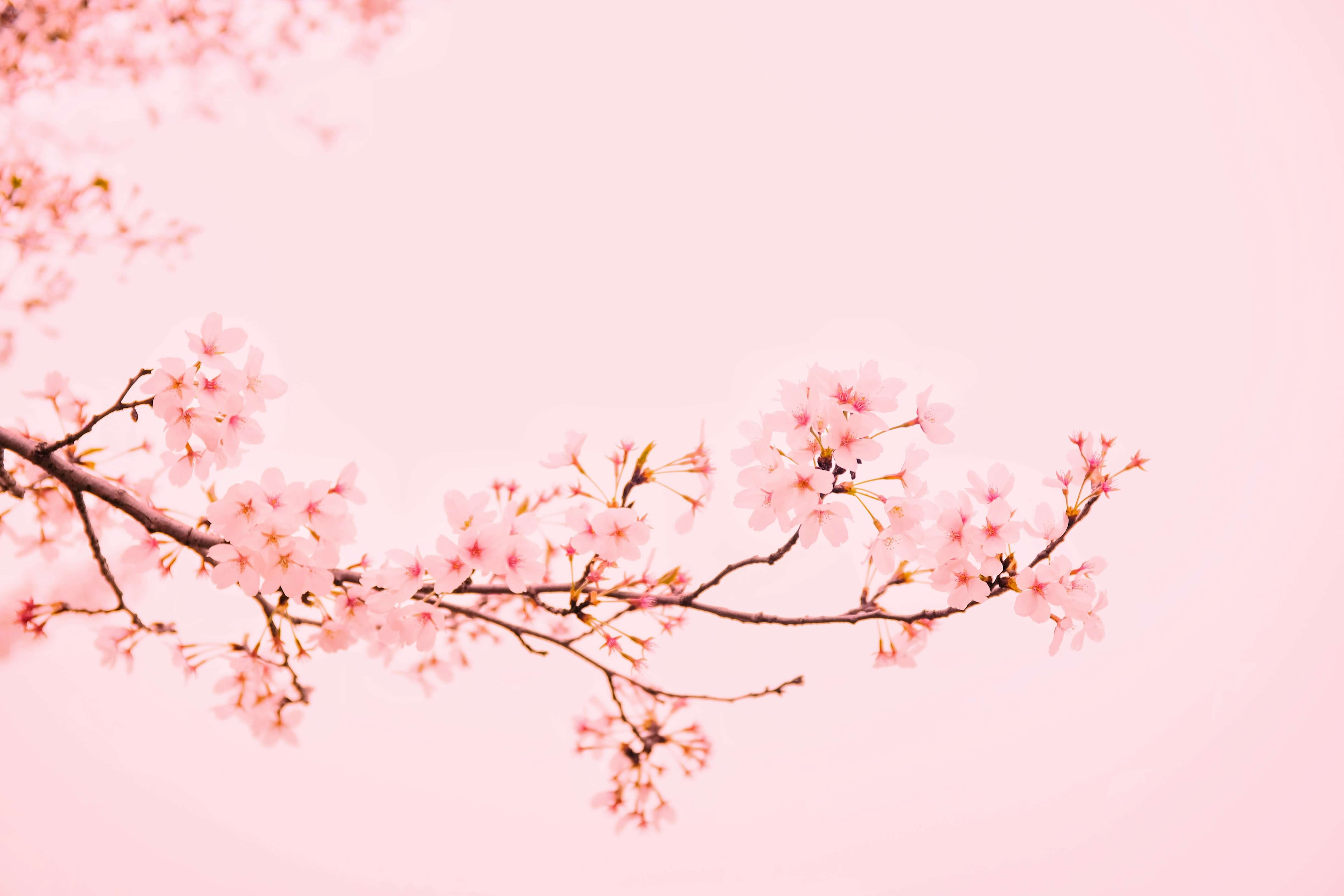 전국 벚꽃축제 일정 총정리