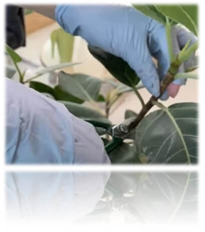 풍성하게 키우기 위한 가지치기