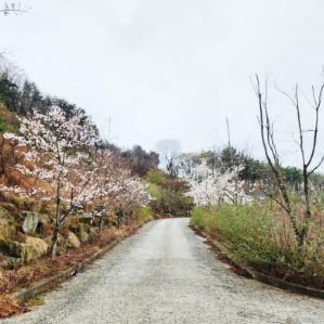 합천호 코지캠핑장