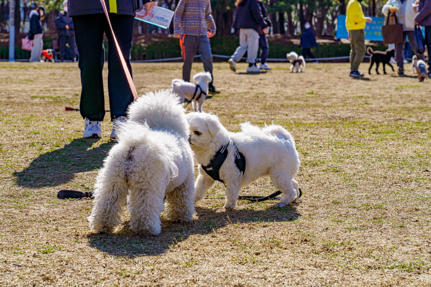 중앙공원 애견운동장