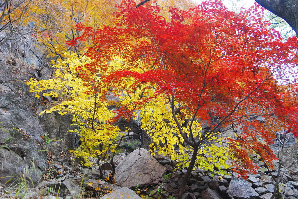 출처 : 충일산악회