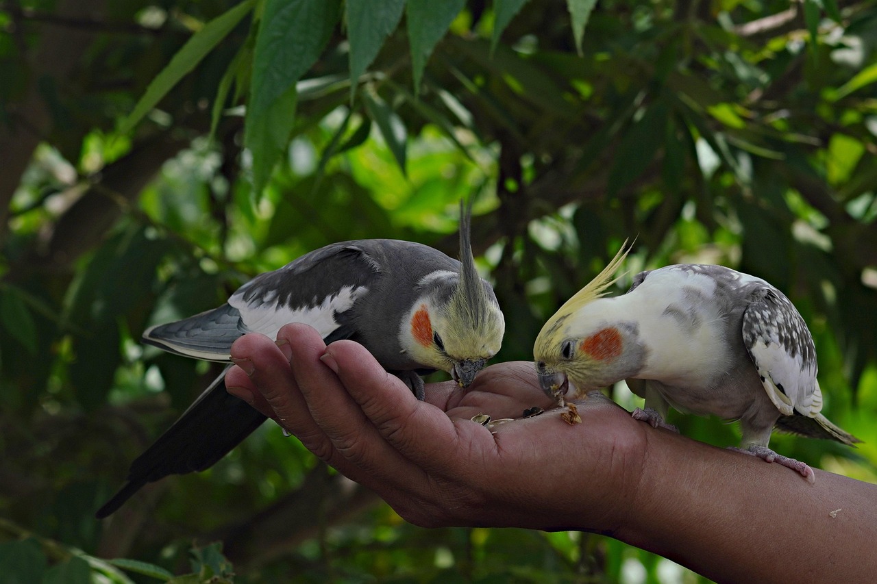 보호자 손에서 먹이를 먹는 패럿(앵무새)