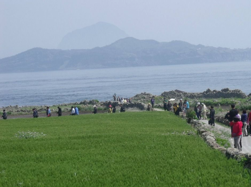 봄 인생사진 명소, 전국 청보리밭 BEST 3 추천
