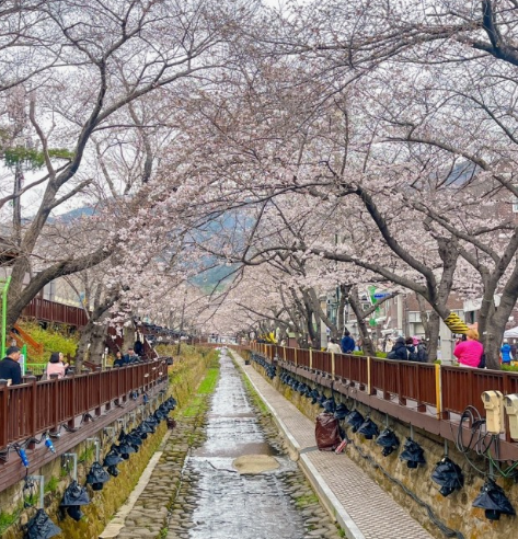 진해군항제
