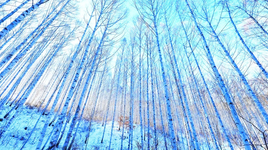 입장료 0원! 겨울 설경 끝판왕 원대리 자작나무숲