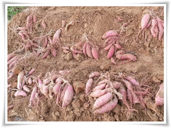 "9월, 고구마 수확 해야죠?" 고구마 수확의 황금 시기와 비밀 노하우!