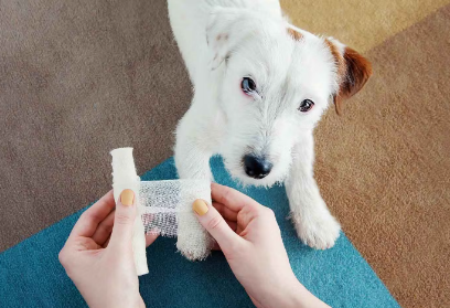 붕대감는 강아지