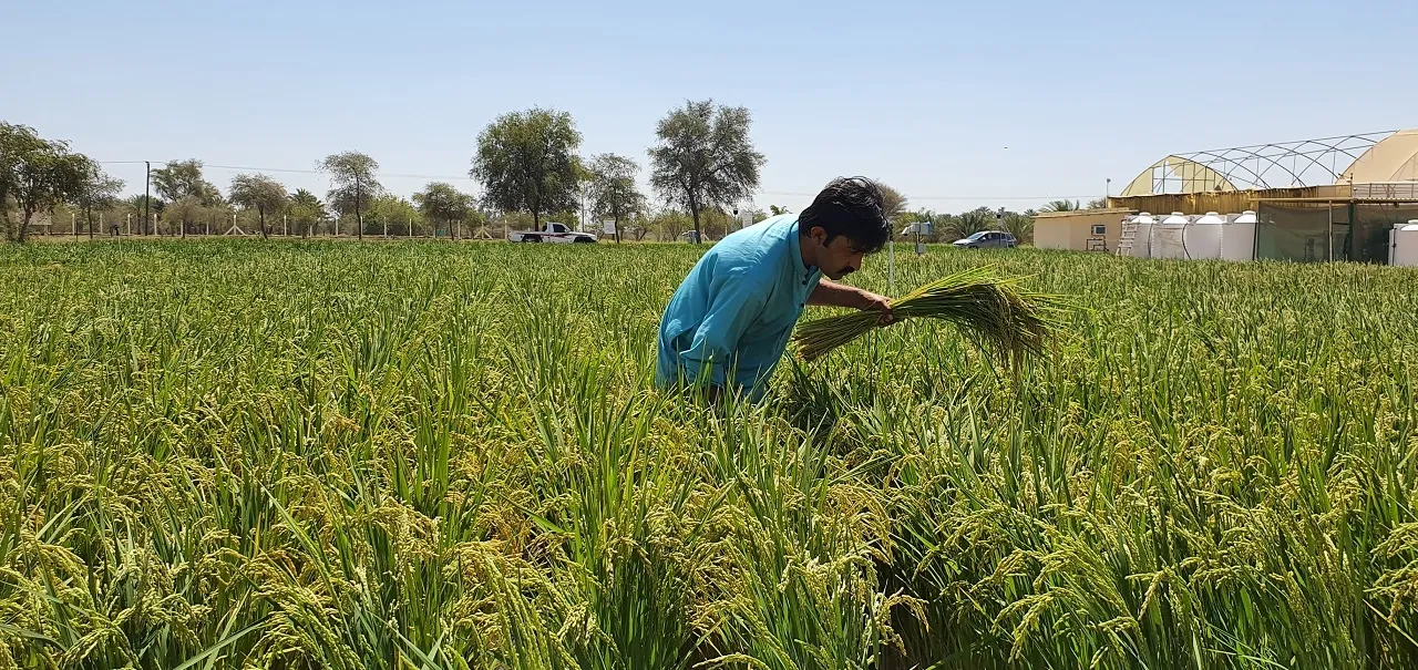 벼 재배 모내기 시기 분얼 관리 논 물대기_1