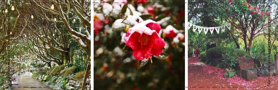 제주 겨울 동백꽃 명소 TOP 5 &amp; 여행 팁 (2026 겨울&middot;초봄)