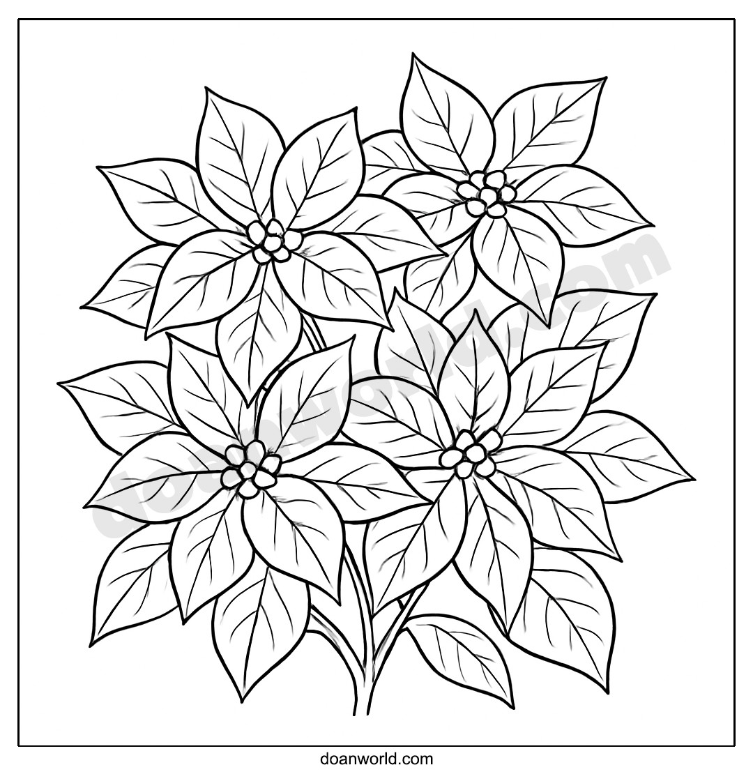 포인세티아 색칠공부 도안