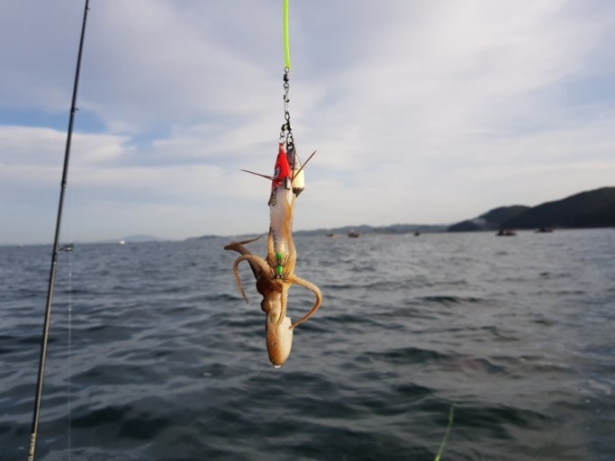 서천 동백꽃 주꾸미 축제
