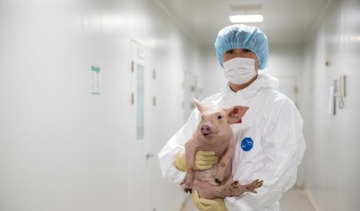 돼지-신장-이식