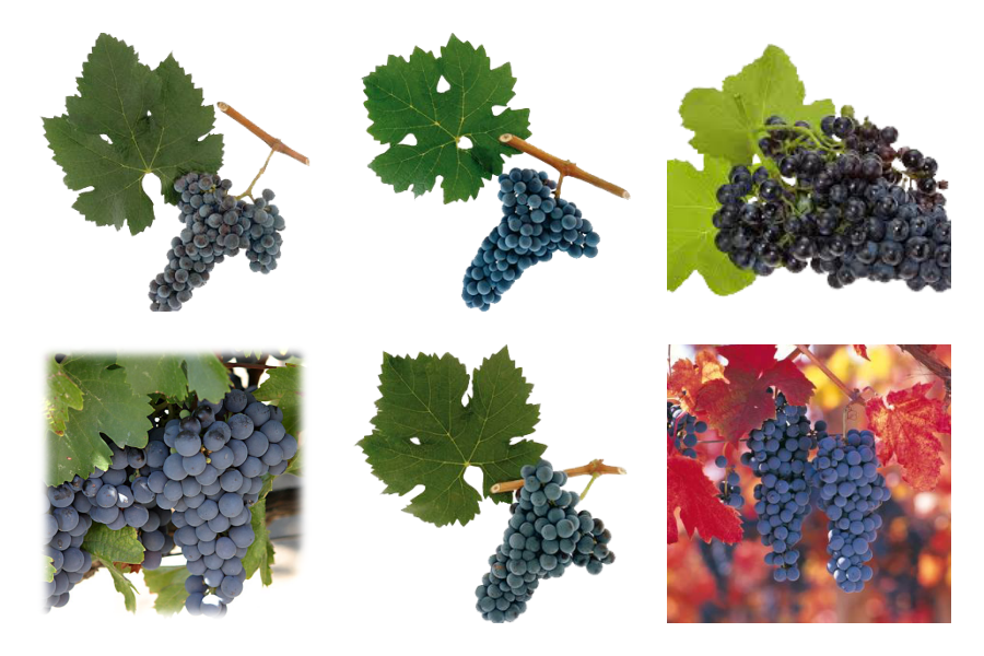 메를로, 까베르네 소비뇽, 쁘띠 베르도, 말벡, 까베르네 프랑, 까르메네르 포도의 모습