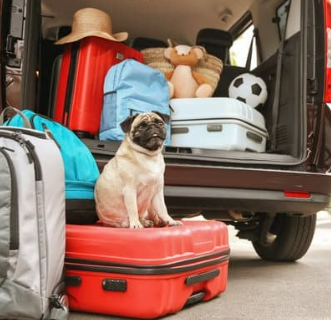 경기도 강아지 동반 여행지 추천 6곳