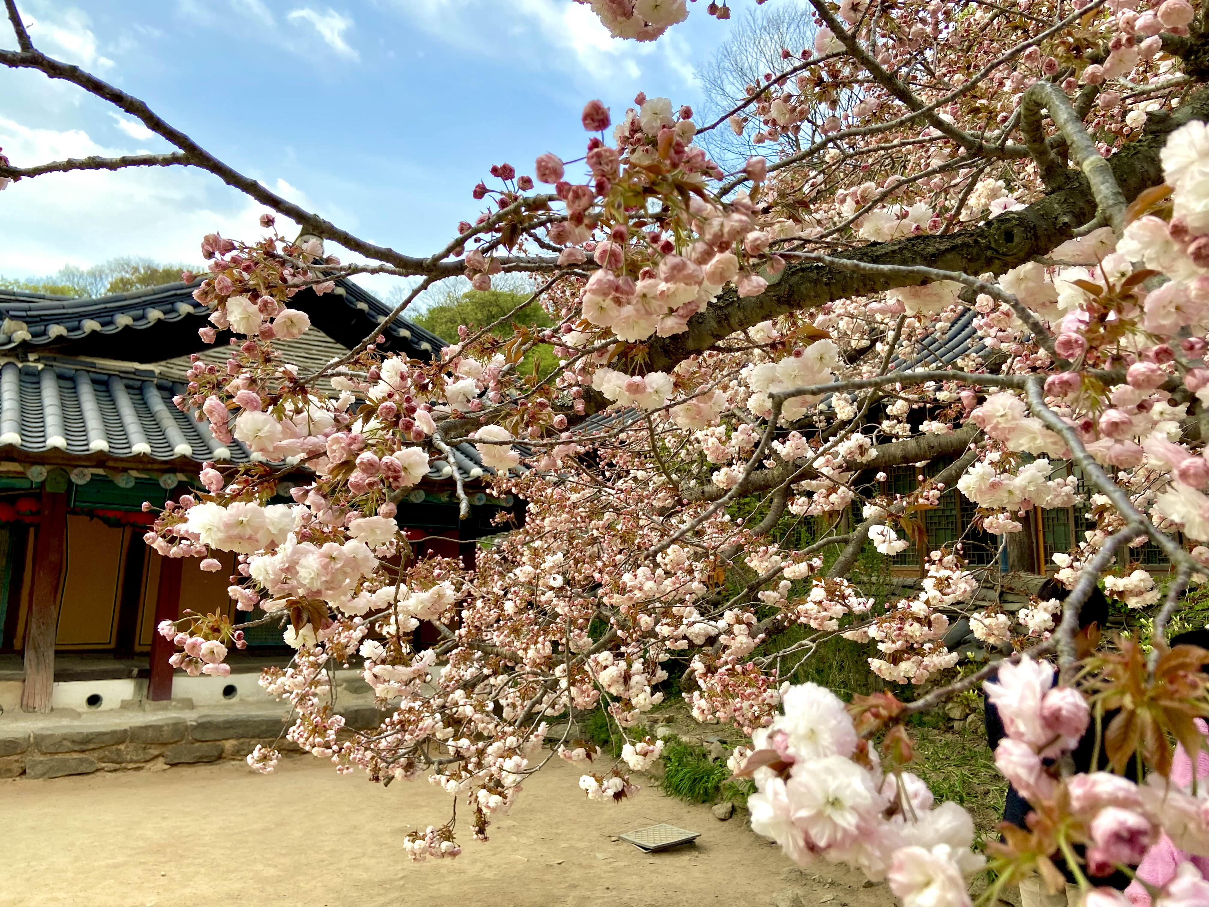 서산 겹벚꽃