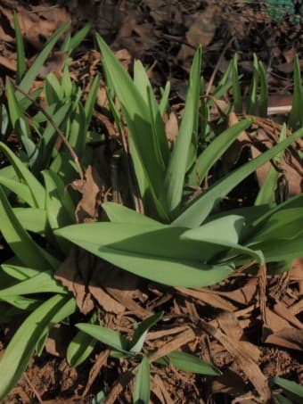 3월 제철 나물 & 채소 추천 BEST 8!!🌱