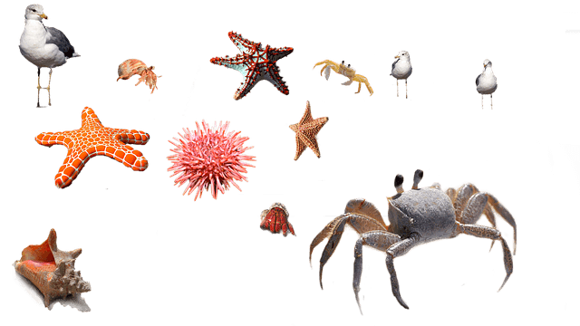 킹크랩 시세 조회 방법