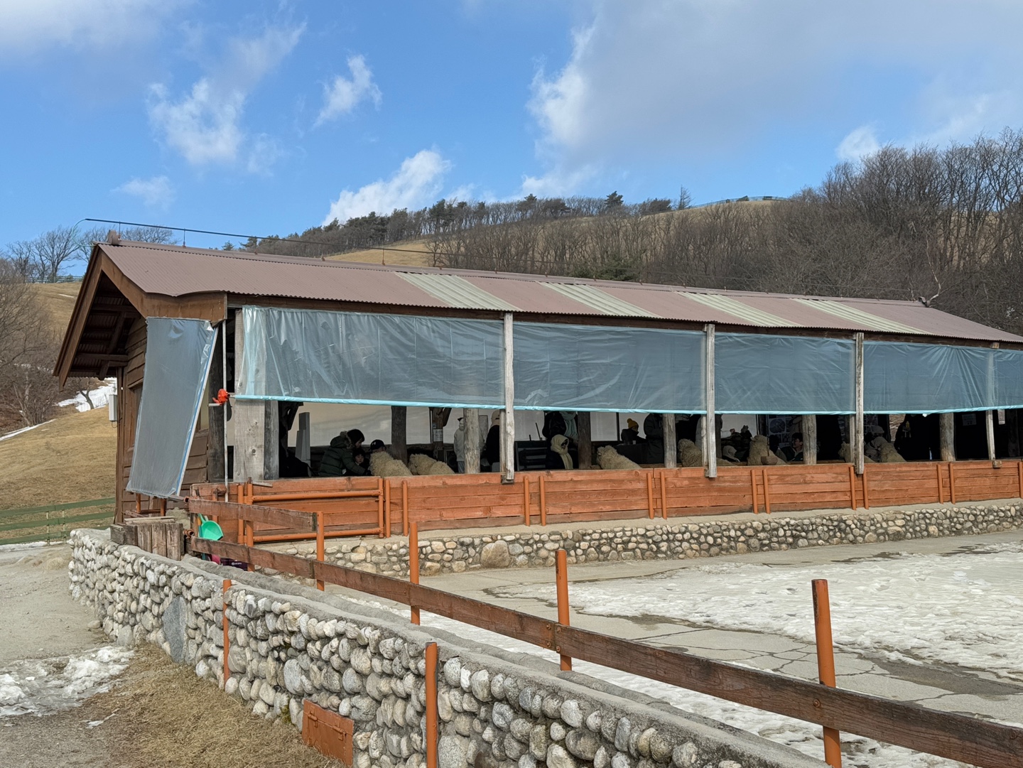 대관령 양떼목장