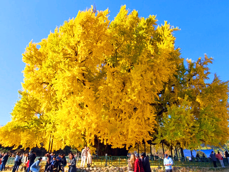 반계리 은행나무