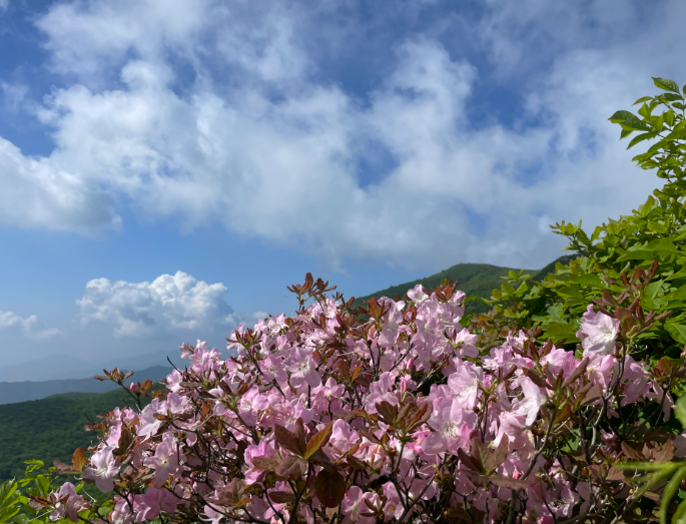 [5월 봄꽃 축제]2025 영주 소백산 철쭉제❘기본 정보, 프로그램, 개화상황 정리
