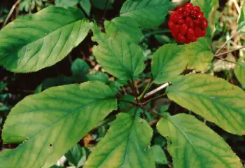 인삼 가격, 효능과 부작용