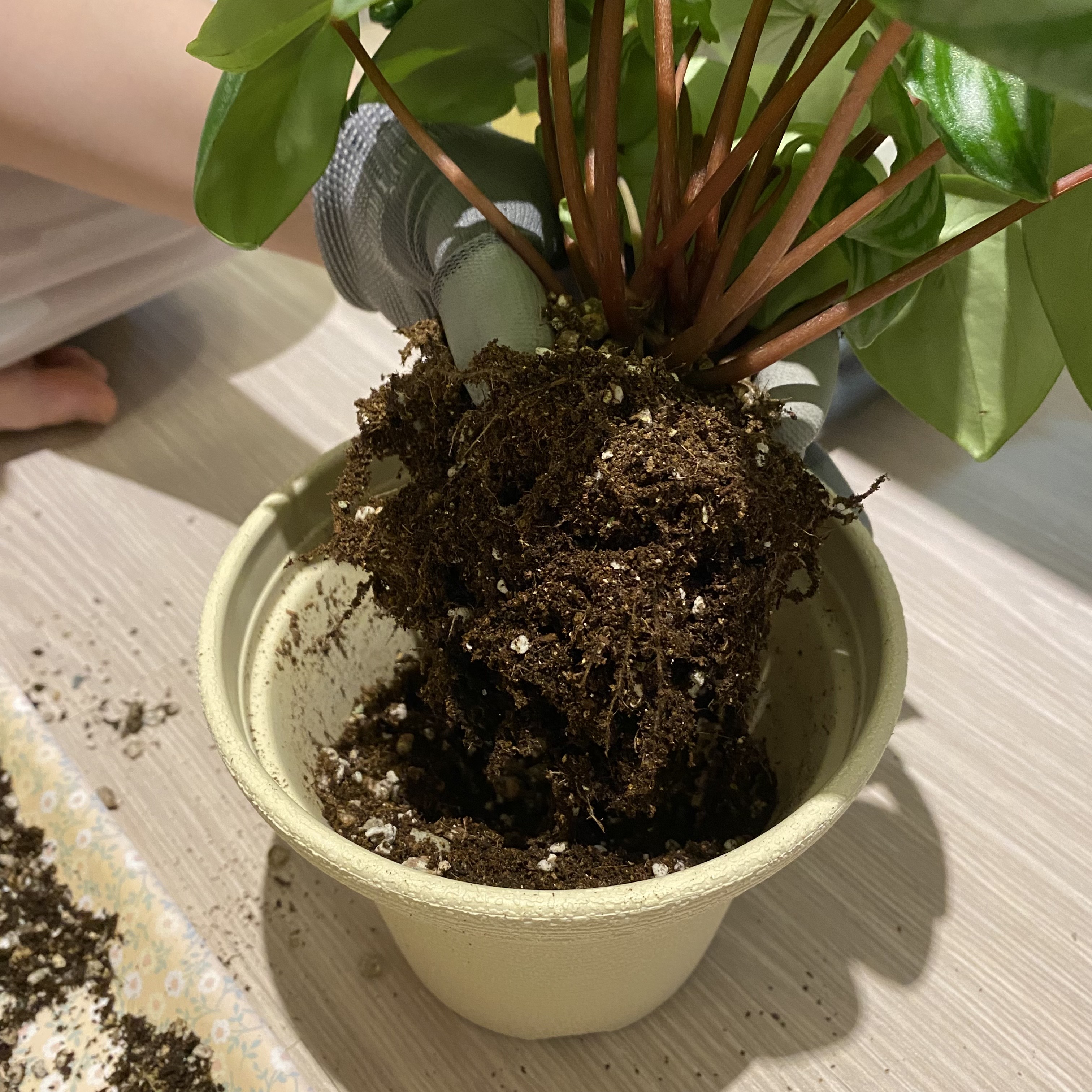 수박페페 뿌리