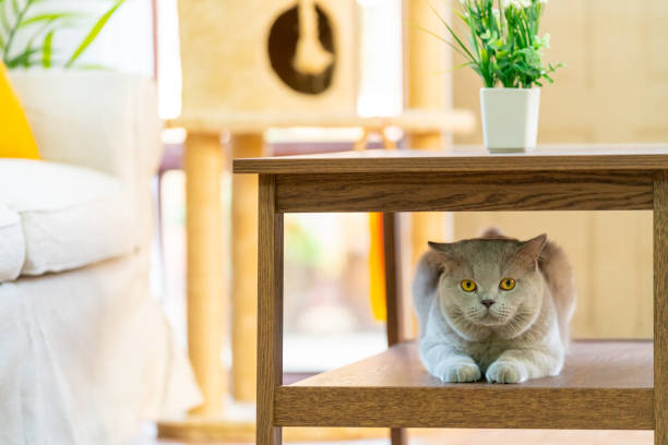 테이블 밑에 있는 고양이 사진