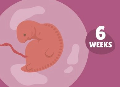 임신 6주차 태아크기 아기집 초음파 정보