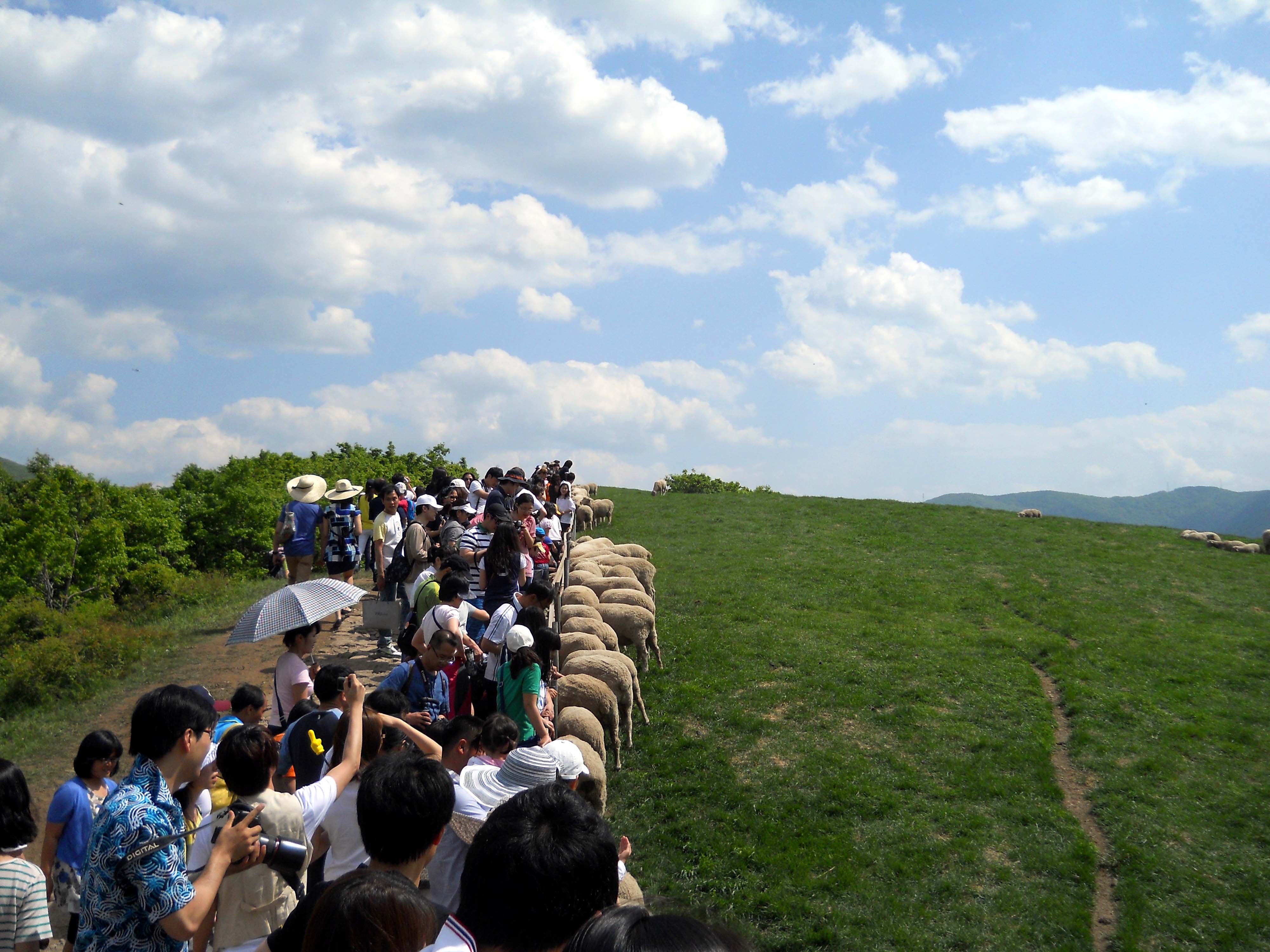 대관령 양떼목장(Daegwallyeong Sheep Farm)