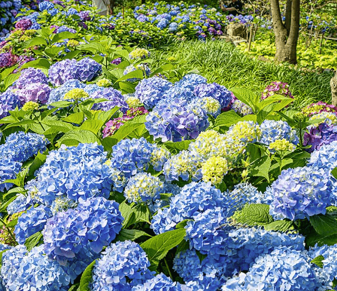 진주 월아산 수국축제
