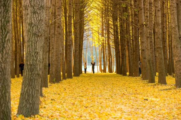 경주 가을 여행 단풍 나들이 가볼만한곳 BEST 05 도리마을 은행나무&#44; 첨성대 핑크뮬리 군락지