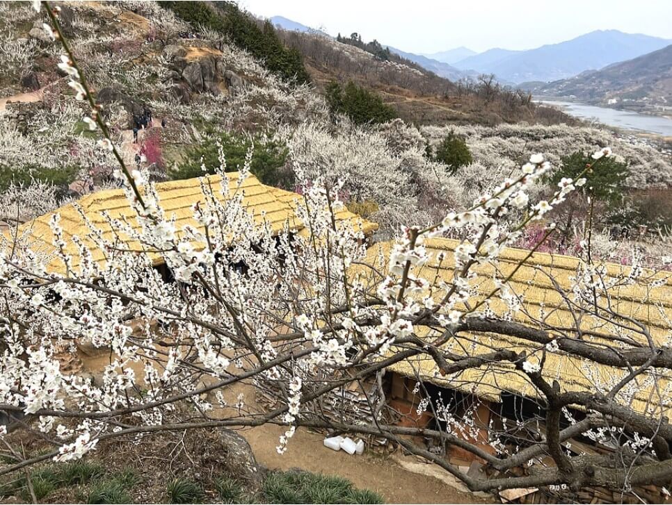 매화꽃-개화시기