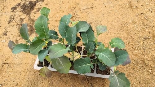 브로콜리-녹색꽃양배추-모종-심는시기-수확시기-종자-심는시기-파종시기