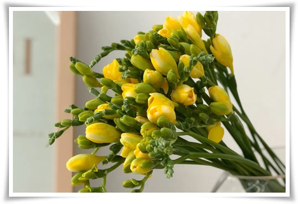 "프리지아" 봄을 알리는 황금빛 향기, 그 매력과 재배의 모든 것!