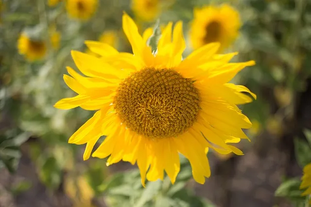 8월에 피는 꽃 이름 종류별 특징 정리 보기_4