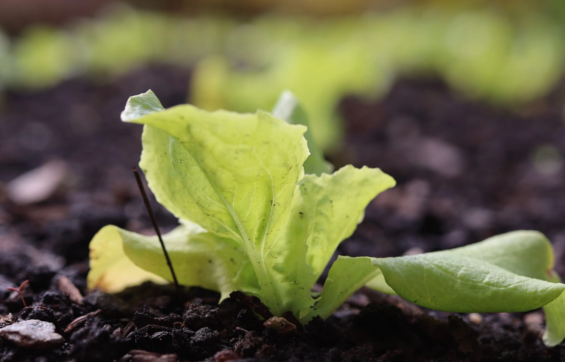 상추대궁채 효능