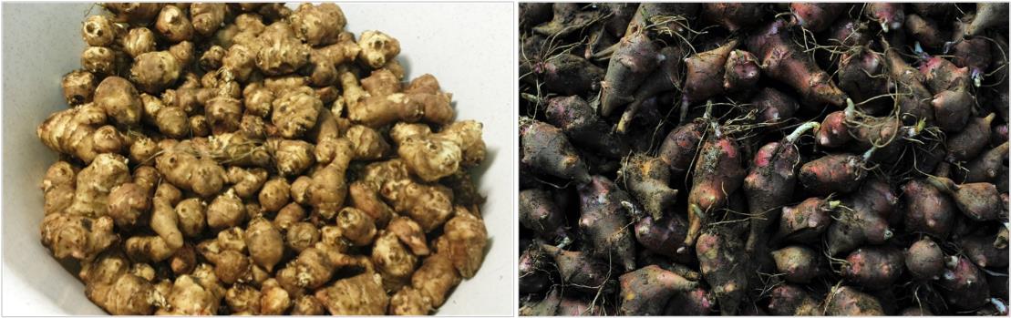 당뇨에-좋은-돼지감자-사진