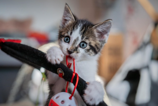 고양이 놀이 시간 기록 플래너