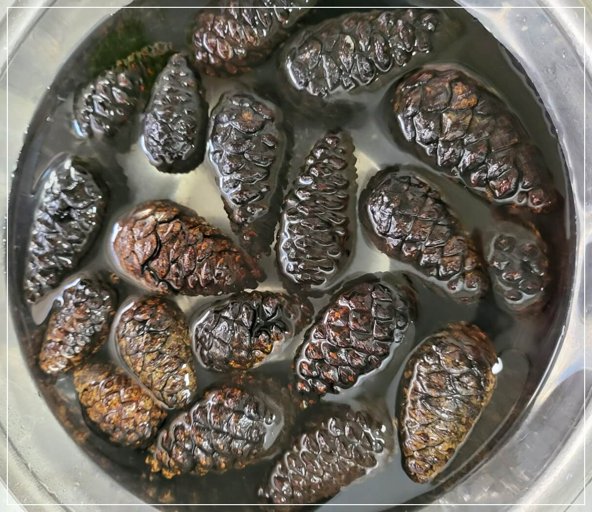 물에 담긴 솔방울