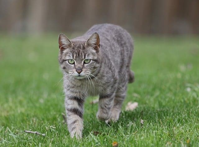 반려동물 종별 보험 비교: 대형견, 소형견, 특수견 차이