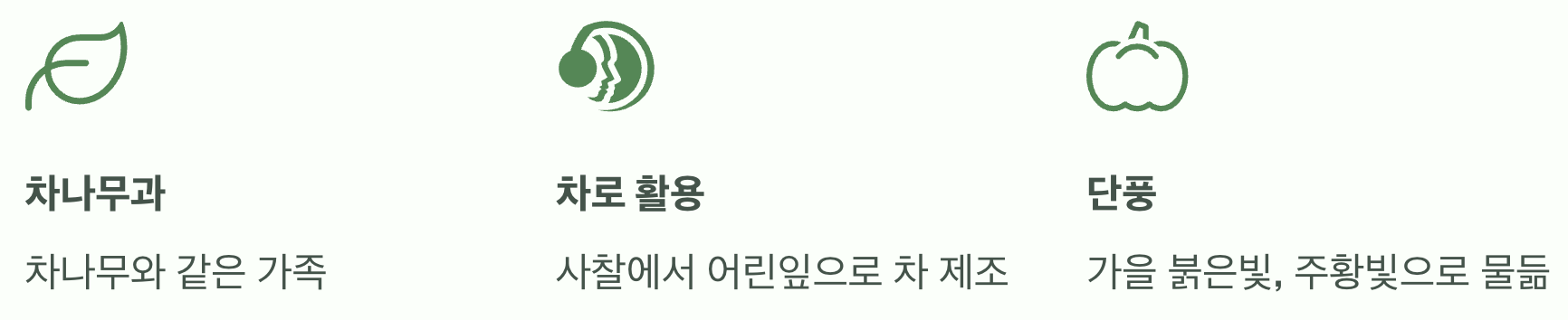 차(茶)나무와 한 가족이에요