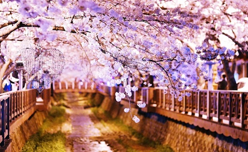 여좌천 & 로망스 다리1