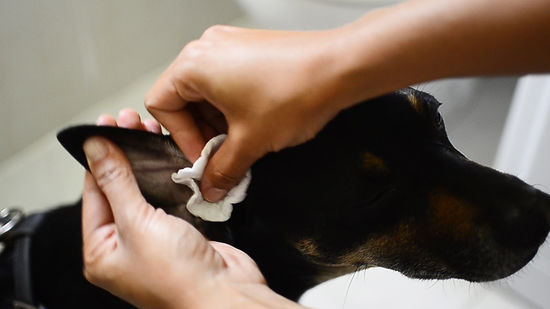 개가 귀를 청소하는 모습입니다. 사람의 손이 개의 귀를 부드럽게 닦고 있으며, 개는 편안해 보이고 있습니다. 이 모습은 개가 특정한 냄새에 과민하게 반응할 수 있는 건강 문제를 나타낼 수 있다는 것을 보여줍니다.