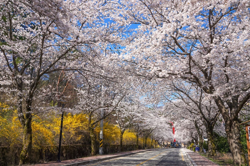 공주 벚꽃길
